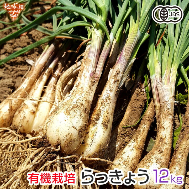 楽天市場】らっきょう 有機栽培 12kg 土付き 鹿児島県産 化学肥料 