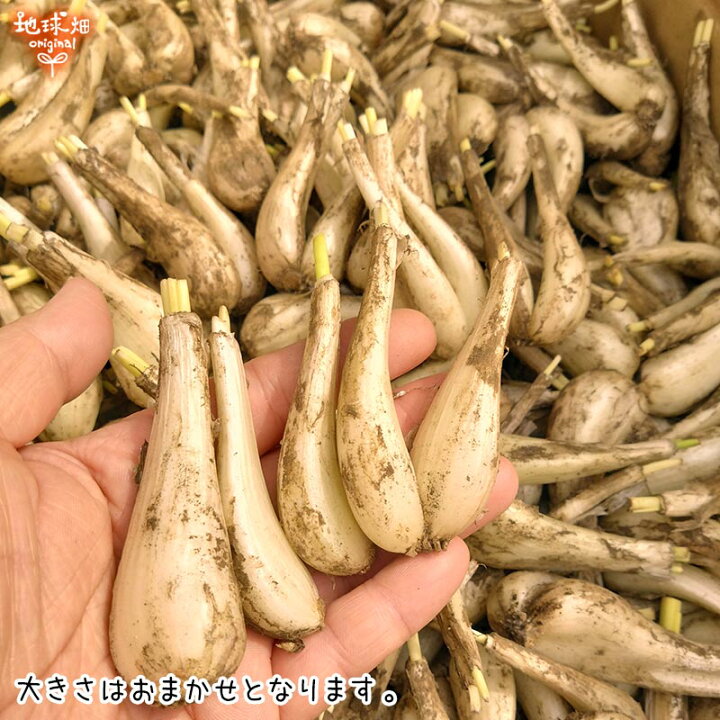 楽天市場】らっきょう 有機栽培 12kg 土付き 鹿児島県産 化学肥料 