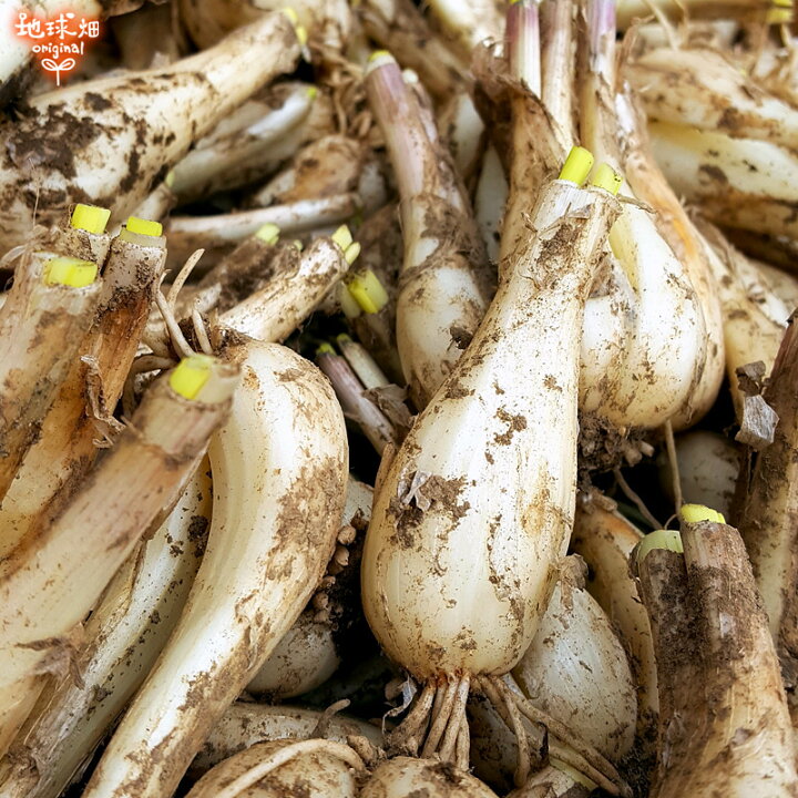 楽天市場】らっきょう 有機栽培 12kg 土付き 鹿児島県産 化学肥料 