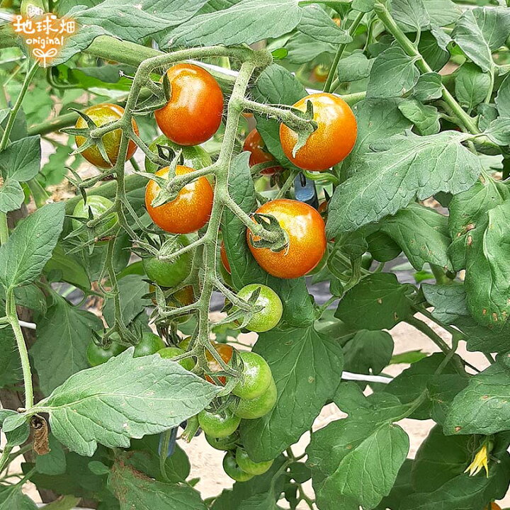 楽天市場 ミニトマト 有機栽培 150g 16p 鹿児島県産 有機jas 農薬 化学肥料不使用 プチトマト とまと パック入り 無農薬 冷蔵便 国産 発送期間6 7月 地球畑