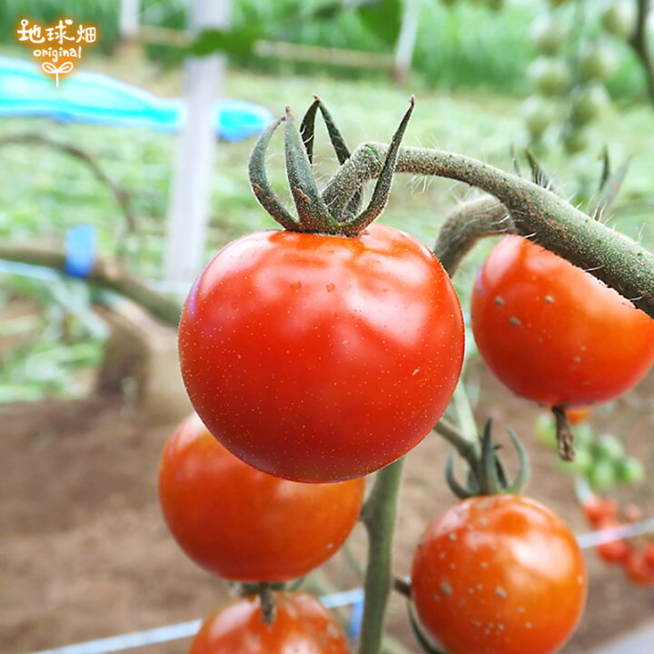 2790円 大規模セール ミニトマト 有機栽培 150g 45p 鹿児島県産 有機