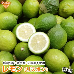  (X{) 9kg ʍ͔| F{Y Y w엿E܁Ehܕsgp m[bNX Y X{ 傫܂ 10`1