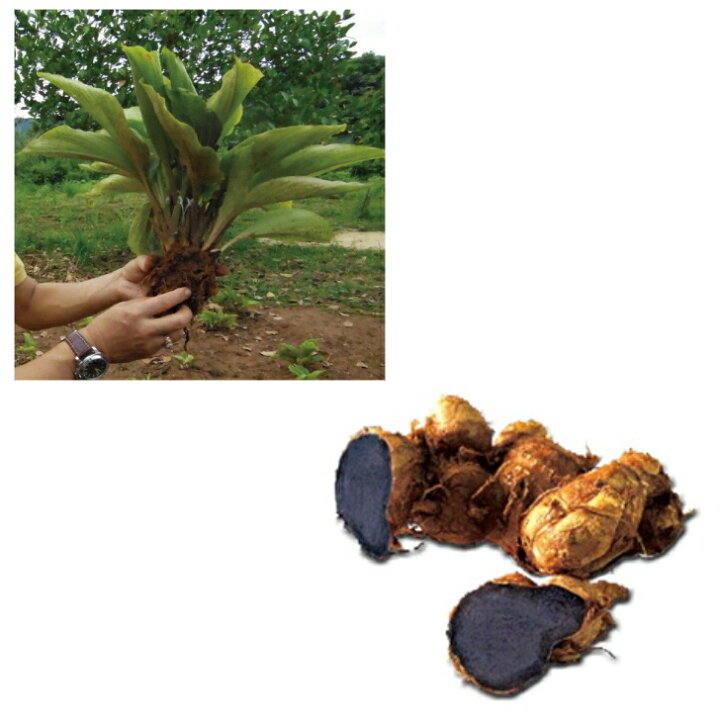 楽天市場】クロガリンダ 370mg×100カプセル 3個入 クロガリンダ3粒  