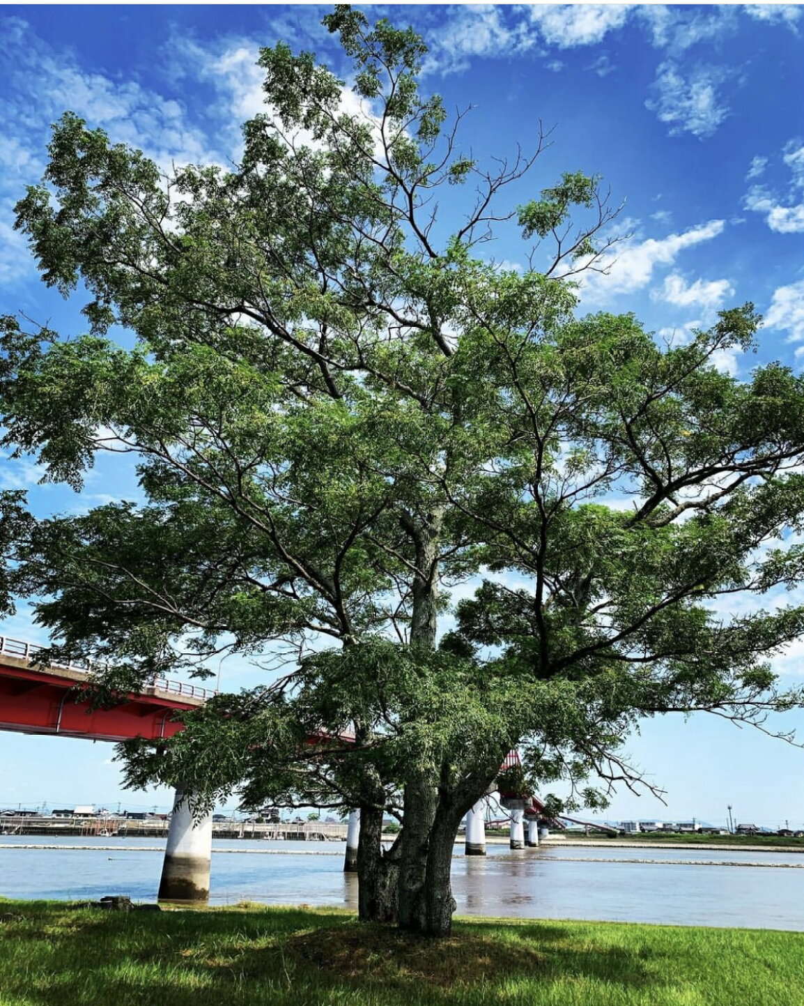 センダン の 木