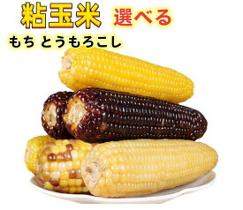送料無料 40本入 真空 【 黄 白 黒 彩 】 糯玉米 粘玉米 とうもろこし トウモロコシ ワキシーコーン 農作物　 粘苞米　苞米　糯玉米 ランダム発送