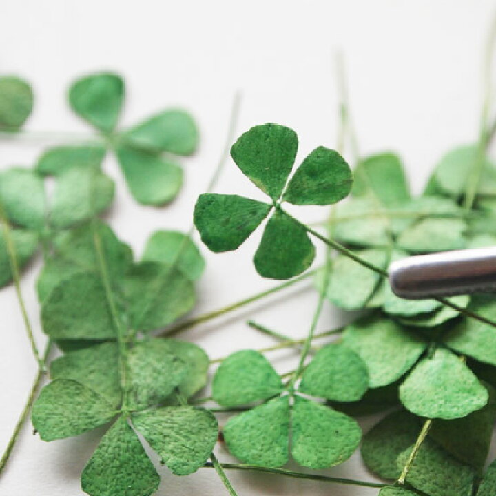 楽天市場 四つ葉のクローバー24枚 押し花 ドライフラワー 彩香 お茶 ハーブ 花材 ギフト