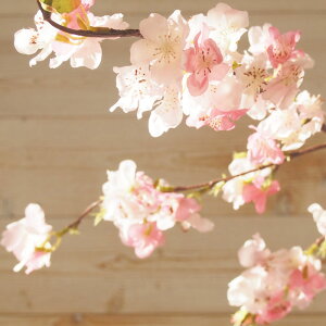  TN  A[eBtBVt[ 1{ 880~~ S Ӓ XgbN sakura  Ԃɋ߂ [ JTuJ eb|E AWg  ~