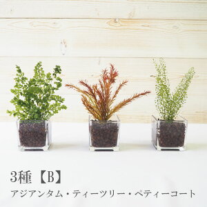 vŮϗtA nChJ`[tFCN 1,200~` vU[uht[ CeAO[ ͂ȂA Mtg  i` O[