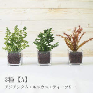 vŮϗtA nChJ`[tFCN 1,200~` vU[uht[ CeAO[ ͂ȂA Mtg  i` O[