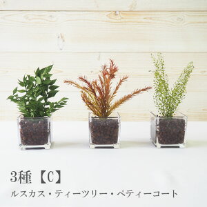 vŮϗtA nChJ`[tFCN 1,200~` vU[uht[ CeAO[ ͂ȂA Mtg  i` O[