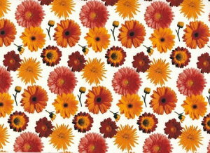 �����p�]�ʎ� ���[���i�K�[�x���jb0