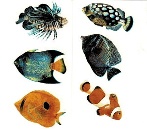 新入荷!【陶器用転写紙】熱帯魚(6ピース) 35mm / サカナtropicalfishニモ海好きseaダイビングエンゼルトロピカルフィッシュカラフルマグカッププレゼントリゾート