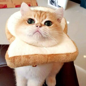 Ԍ5%N[| LpXq L Ԃ p g[Xgubh Lp p ybgpXq L蕨 ybgp LpXq 100{ lR RXv LbgEFAEȒP LRXvL