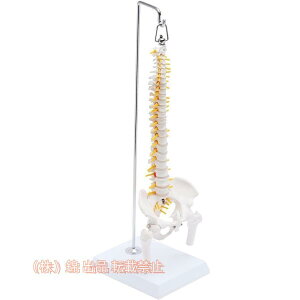 1/2TCYȂ̂ɍxOjƔw𓮂~jҒl̖͌^ 45cm Ћ ͌^ iW{ Ҋ֐  t
