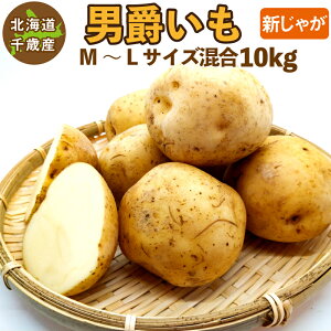 kCY j݂ VႪ M`2LTCY 10kg Ⴊ WKC j݃C j݈  󂠂