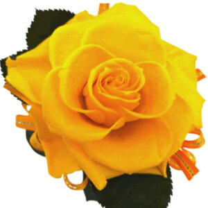 ̓Mtg Ďj Pj DR̐F FKN \tgCG[1փ[Y 80 88 a LO j ޏւ̃v[g hV̓Mtg Soft yellow Rose ͂Ȃ 