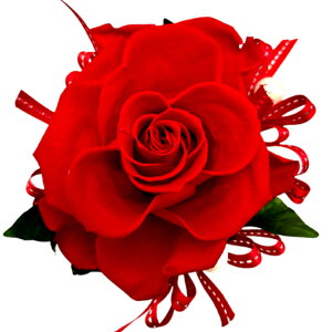 ̓v[g a LO j  ij IWKN 1փ[Y ޏւ̃v[g t[Mtg Orange Rose ͂Ȃ vU[uht[ 11FKN