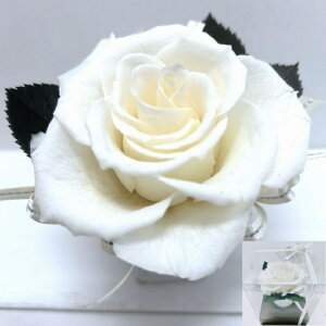 ̓Mtg Ďj Pj DR̐F FKN \tgCG[1փ[Y 80 88 a LO j ޏւ̃v[g hV̓Mtg Soft yellow Rose ͂Ȃ 