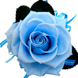 ̓Mtg Ďj Pj DR̐F FKN \tgCG[1փ[Y 80 88 a LO j ޏւ̃v[g hV̓Mtg Soft yellow Rose ͂Ȃ 