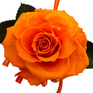 ̓v[g ̓Mtg Sj zbgsN _[NsNKN 傫ȔZF1փ[Y 100 a LO j  hV̓Mtg ޏւ̃v[g t[Mt