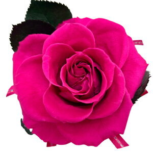 ̓v[g j Sj KN 傫ȓF1փ[Y 99 100 a LO j  hV̓Mtg t[Mtg White Rose ͂Ȃ vU[uht[ 11F