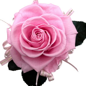 ̓Mtg Ďj Pj DR̐F FKN \tgCG[1փ[Y 80 88 a LO j ޏւ̃v[g hV̓Mtg Soft yellow Rose ͂Ȃ 