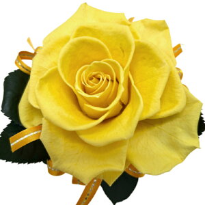 ̓Mtg Ďj Pj DR̐F FKN \tgCG[1փ[Y 80 88 a LO j ޏւ̃v[g hV̓Mtg Soft yellow Rose ͂Ȃ 