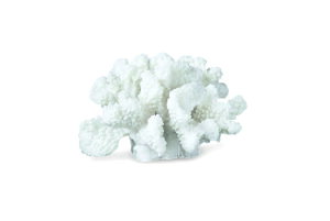 Mette Ditmer R[`[t̃fR[VIuWF CORAL 02 u X TS fR[V A[gs[X   kCeA kG ~j}fUC Vv_ 