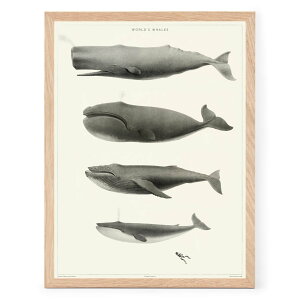 PSTR studio �A�[�g�|�X�^�[ 30×40cm World's Whales �k���G�� �A�[�g�v�����g �|�X�^�[ �C���e���A ������� �I�V���� �I�����_ �l�C �������� �E�H�[���A�[�g �z�� �z�� �ǎ� ���m�N�� �r���e�[�W ��