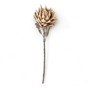 Bloomingville u[~OB 傫ĔԂ̃I[KjbNȕ͋C̃veȂ Protea Stem i` tFCNO[ A[eBtBVt[ lHϗtA kG C