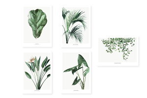 My Deer Art Shop |XgJ[h A5 BOTANICS SS17 5Zbg kG ʐ^ ͂ nKL CeA ϗtA I_  IV lC  mN re[W Be[W _ 
