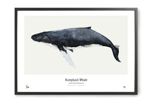 My Deer Art Shop A[g|X^[ 30×40cm Humpback Whale (Limited edition of 300) kG A[gvg CeA q LbY I_  IV lC 