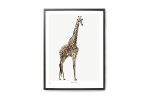 【在庫限り】【再入荷なし】My Deer Art Shop アートポスター 30×40cm INTO THE WILD / Giraffe 北欧雑貨 アートプリント インテリア オランダ おしゃれ オシャレ 人気 おすすめ モノクロ ビンテージ