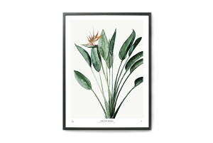 y݌ɌzyēׂȂzMy Deer Art Shop A[g|X^[ 30×40cm BOTANICS / Strelitzia kG A[gvg CeA I_  IV lC  mN re[W B