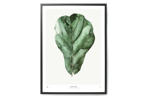 y݌ɌzyēׂȂzMy Deer Art Shop A[g|X^[ 50×70cm BOTANICS / Ficus Lyrata kG A[gvg CeA I_  IV lC  mN re[W