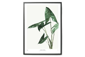 My Deer Art Shop A[g|X^[ 50×70cm Alocasia Zebrina (Limited edition of 250) kG A[gvg CeA ϗtA I_  IV lC  mN