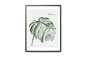 y݌ɌzyēׂȂzMy Deer Art Shop A[g|X^[ 30×40cm URBAN BOTANIC / Monstera kG A[gvg CeA I_  IV lC  mN re[W