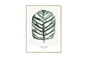 y݌ɌzyēׂȂzMy Deer Art Shop A[g|X^[ 30×40cm Botanics / Monstera Obliqua (Limited edition of 250) kG A[gvg CeA I_ 