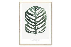 y݌ɌzyēׂȂzMy Deer Art Shop A[g|X^[ 50×70cm Botanics / Monstera Obliqua (Limited edition of 250) kG A[gvg CeA I_ 