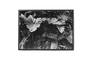�y�݌Ɍ���z�y�ē��ׂȂ��zCoco Lapine Design�@�|�X�^�[/�A�[�g�v�����g�@50×70cm�@Botanical no.3�y�C���X�g �C���e���A �h�C�c �k���G�� ������� �Ǌ|�� �G�� �p�l�� ���_�� ���m�N�� ���m�g�[��