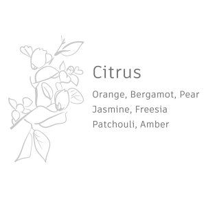 �_P2�{�{�N�[�|���^ honoto -glass- ���[�h�f�B�t���[�U�[ �������� �t���O�����X �f�B�t���[�U�[ ���[���t���O�����X ����q �q�m�L �V�g���X ���X�N �K���X Woody