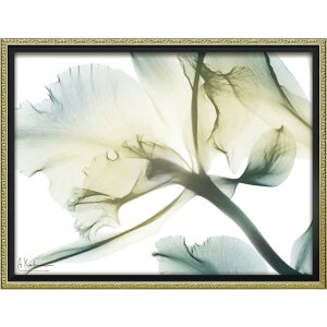 X RAY �L�����o�X�A�[�g �t�@�~���A ���}���X M XR-12501 �������� �A�[�g�t���[�� �� �t���� �t X�� �G�� �A�[�g ���[�p���[ �C���e���A