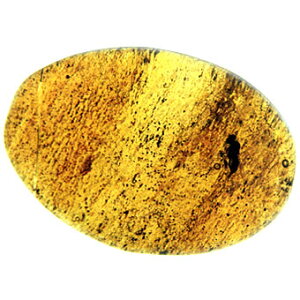 Md1_!!߁i[XjF17mmgʐ^t!!yJD008z iAo[AAmberjȂA[y1v[g p[Xg[  VR  J^F ObY J^F