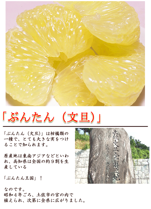 はな 高知特産 土佐文旦 土佐小夏 土佐小夏の産地直送・通販・取り寄せ