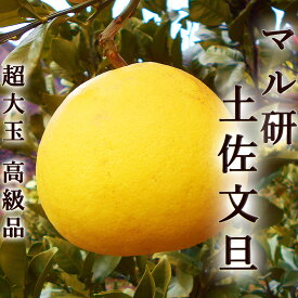 すべての美しい花の画像 50 文旦 ぼん たん