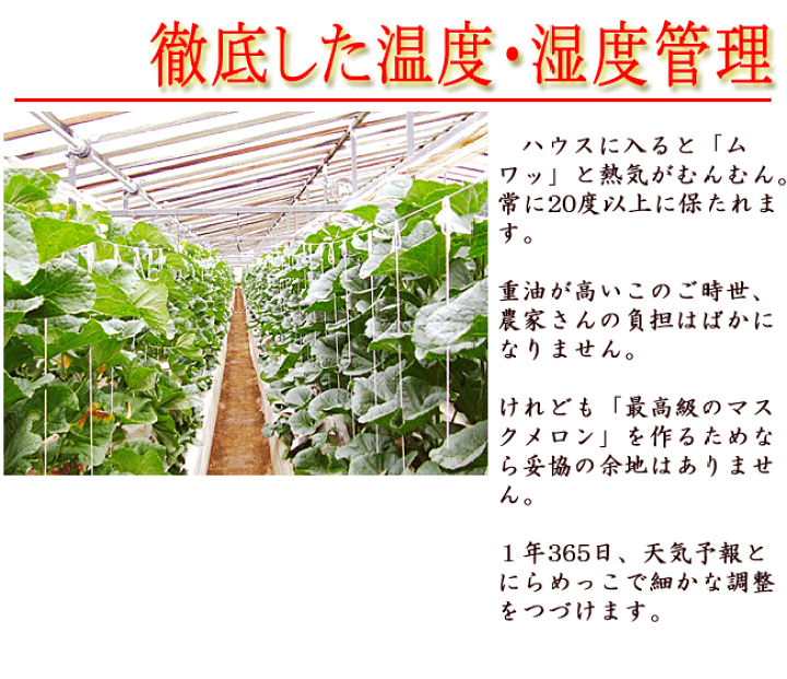 楽天市場】エメラルドメロン 高級マスクメロン 隔離栽培 約1.3kg