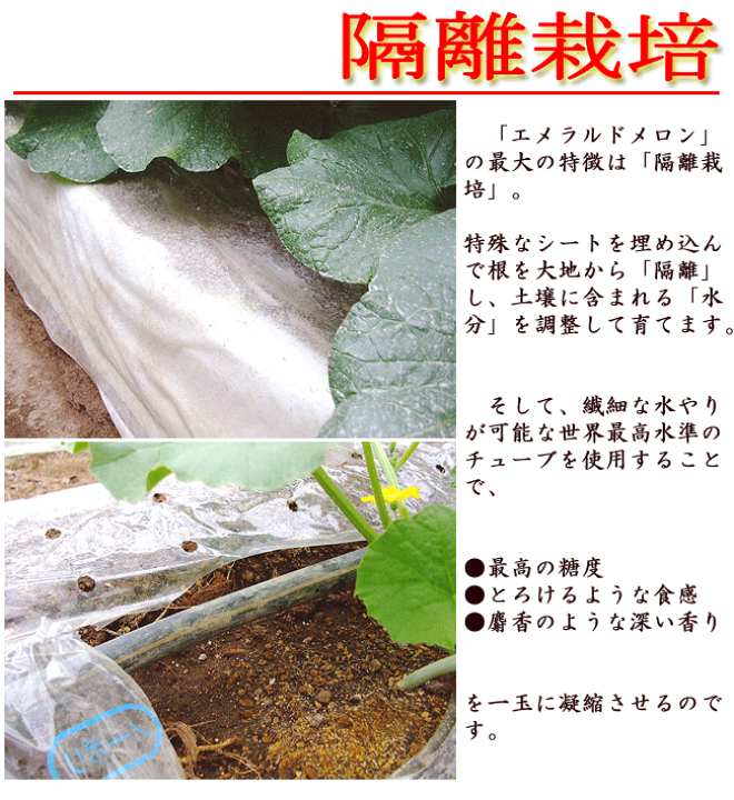 楽天市場】エメラルドメロン 高級マスクメロン 隔離栽培 約1.3kg