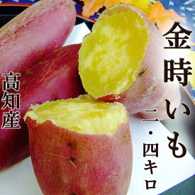 金時いも 2.4kg さつまいも M〜Lサイズ 送料無料 土佐金時 高知産 国産 きんとき芋 高系14号 甘藷 食物繊維 セルロース 土佐紅 焼き芋 天ぷら 芋天 蒸し芋 大学芋 西山台地 崎山台地