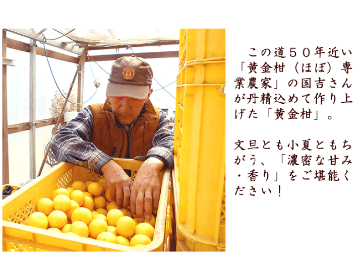 楽天市場】国吉さんの黄金柑 1.4キロ 小玉サイズ 高知産 ご家庭 楽天市場】国吉さんの黄金柑 1.4キロ 小玉サイズ 高知産 ご家庭