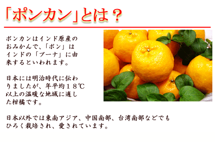 武田青果〜Fruit Takeda〜が厳選した立目ぽんかんをお届けいたし